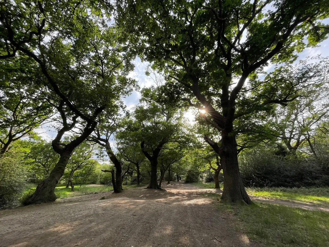 Walthamstow Forest